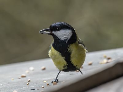 Bird Photography Competition
