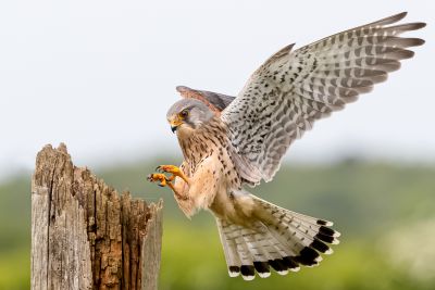 Bird Photography Competition