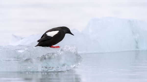 Bird Photography Competition