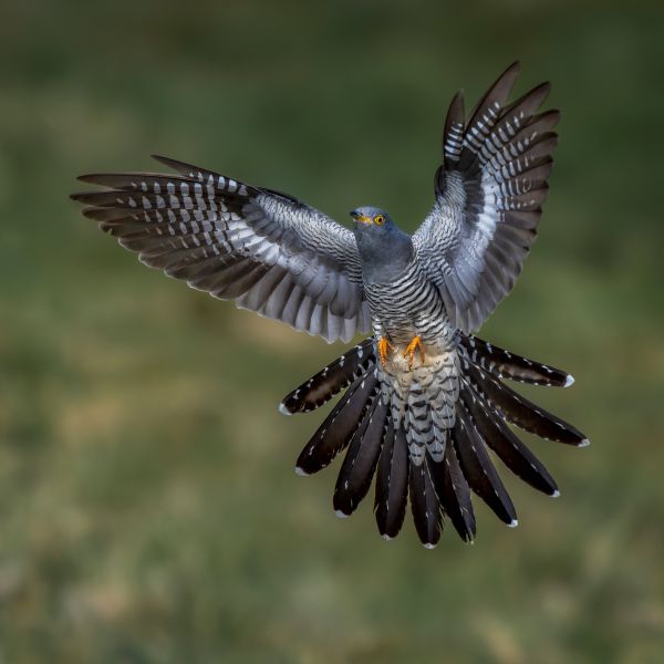 Bird Photography Competition