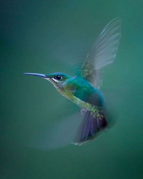 Bird Photography Competition