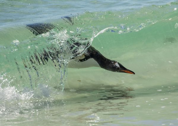 Bird Photography Competition