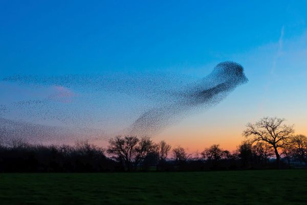 Bird Photography Competition