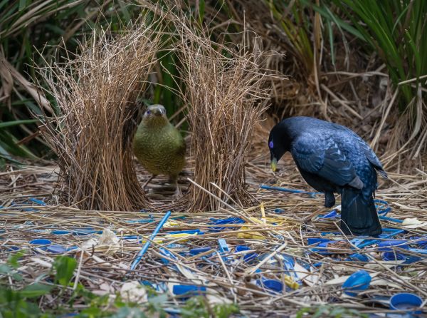 Bird Photography Competition