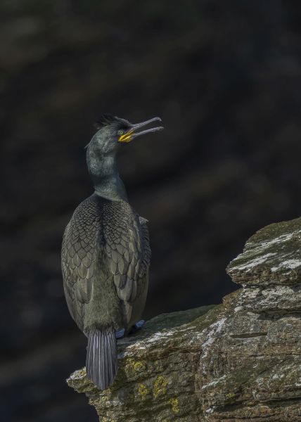 Bird Photography Competition