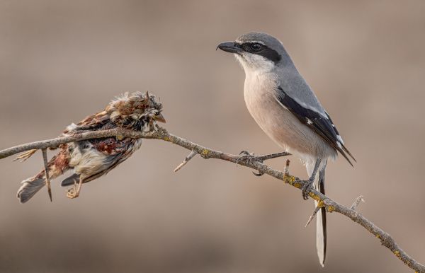 Bird Photography Competition