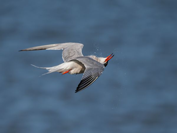Bird Photography Competition