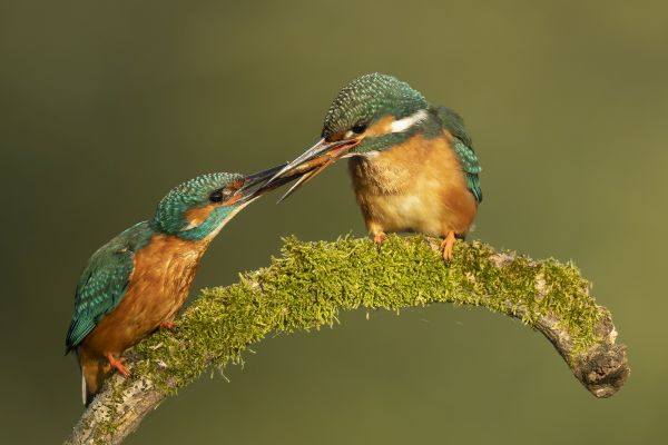 Bird Photography Competition