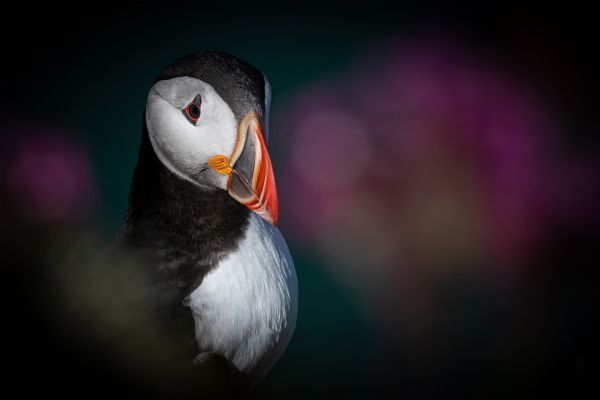 Bird Photography Competition
