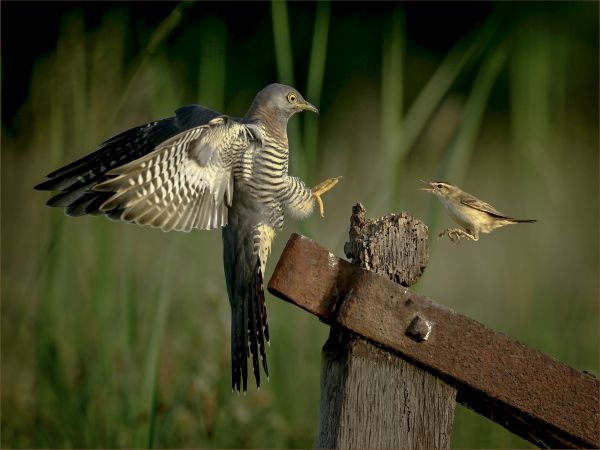 Bird Photography Competition