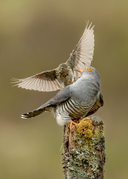 Bird Photography Competition
