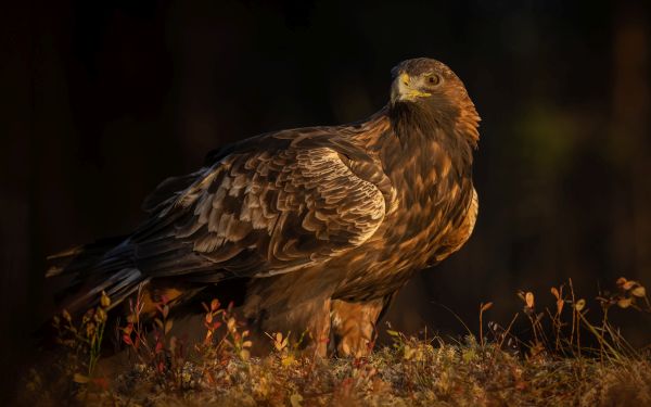 Bird Photography Competition