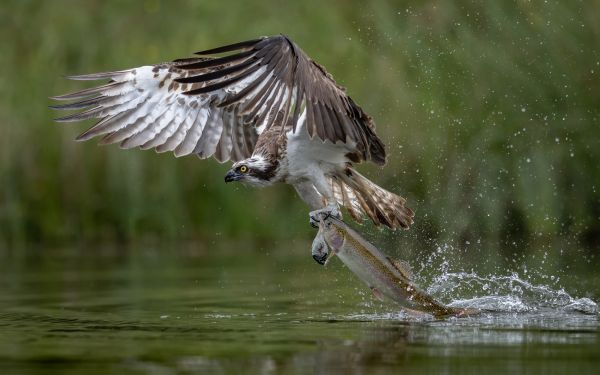Bird Photography Competition