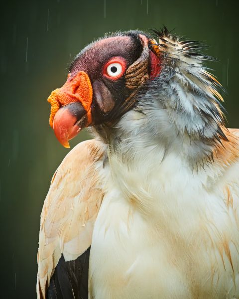 Bird Photography Competition