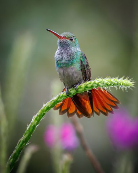 Bird Photography Competition