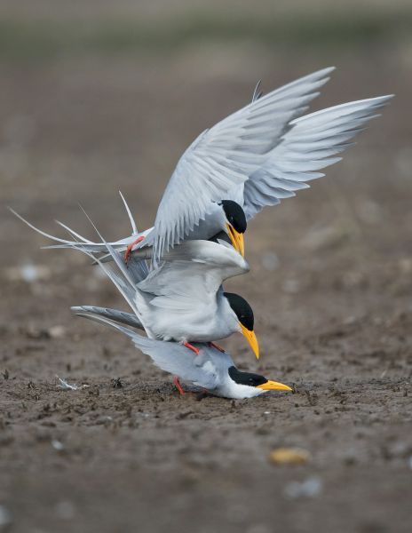 Bird Photography Competition