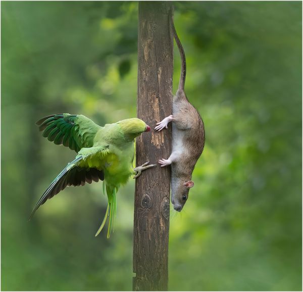 Bird Photography Competition