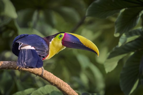 Bird Photography Competition