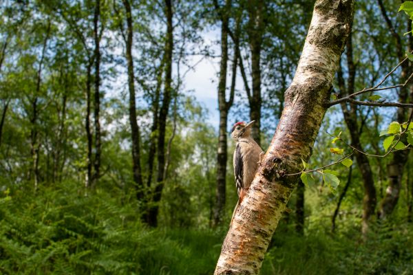 Bird Photography Competition