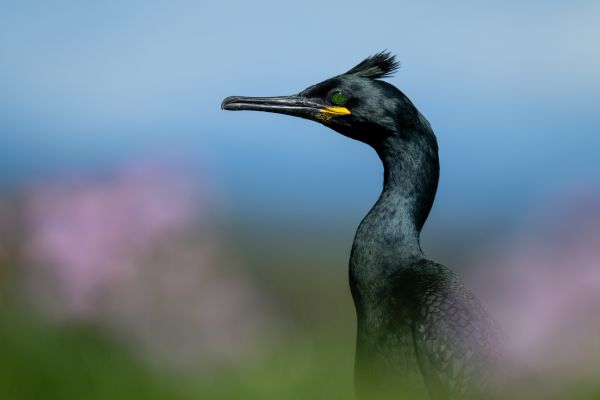 Bird Photography Competition