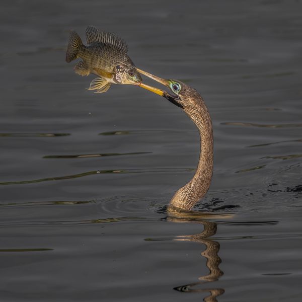 Bird Photography Competition