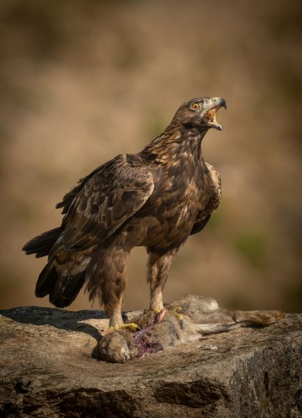 Bird Photography Competition
