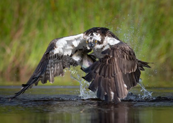 Bird Photography Competition