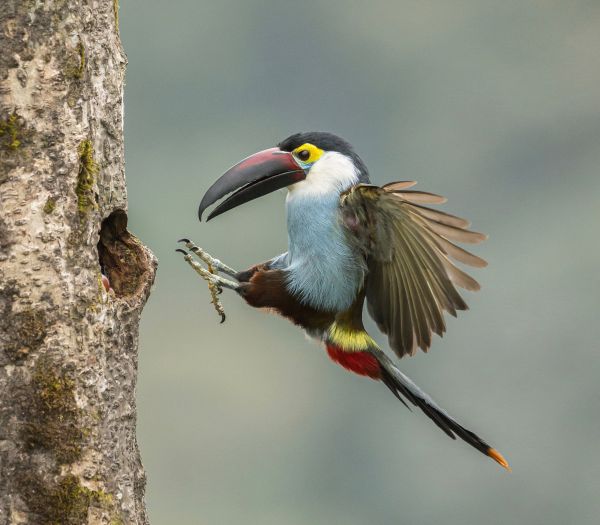 Bird Photography Competition