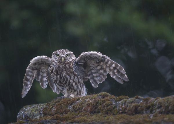 Bird Photography Competition