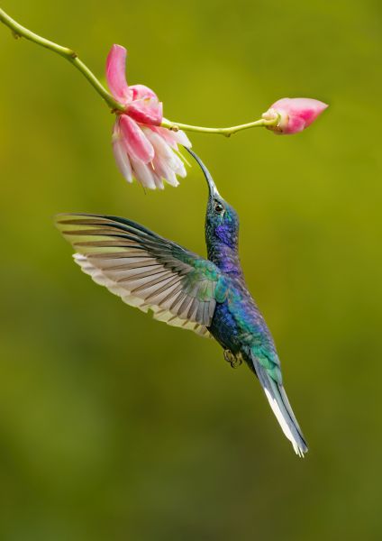 Bird Photography Competition
