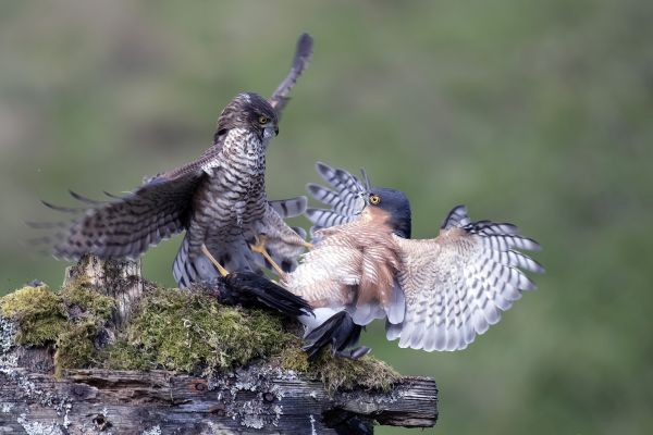 Bird Photography Competition