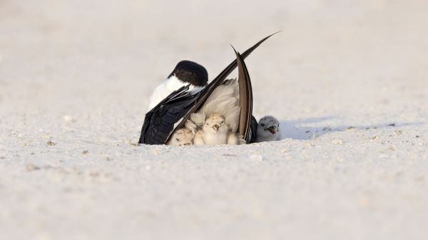 Bird Photography Competition