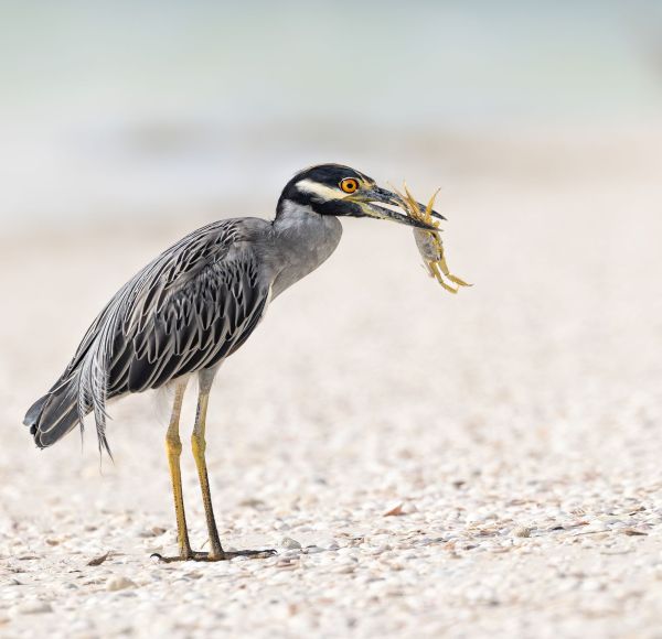 Bird Photography Competition
