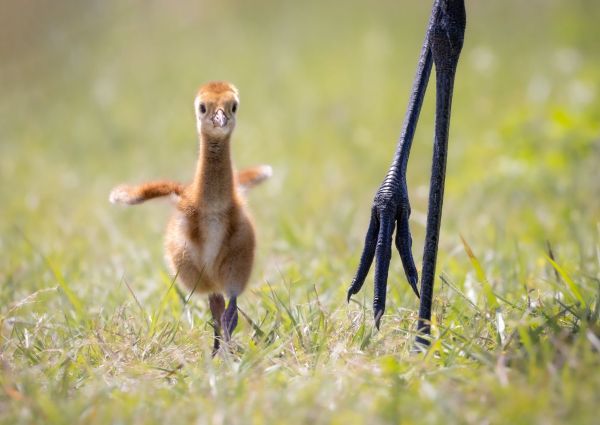 Bird Photography Competition