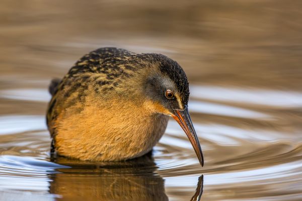 Bird Photography Competition