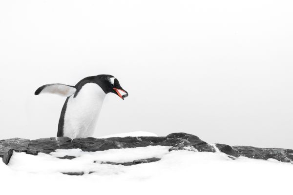 Bird Photography Competition