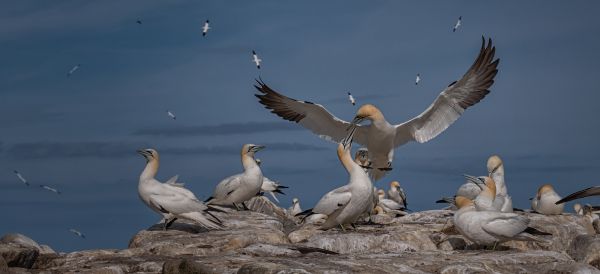 Bird Photography Competition