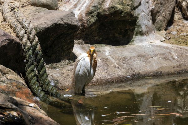 Bird Photography Competition