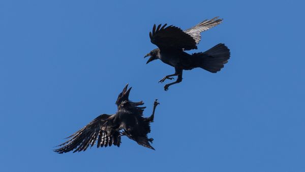 Bird Photography Competition