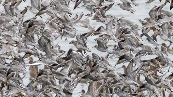 Bird Photography Competition