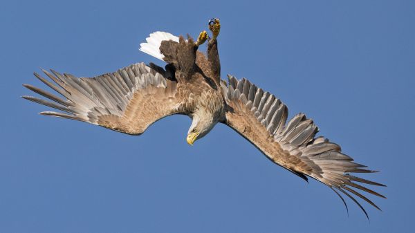 Bird Photography Competition