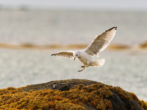 Bird Photography Competition