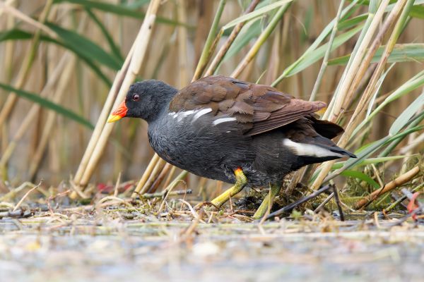 Bird Photography Competition