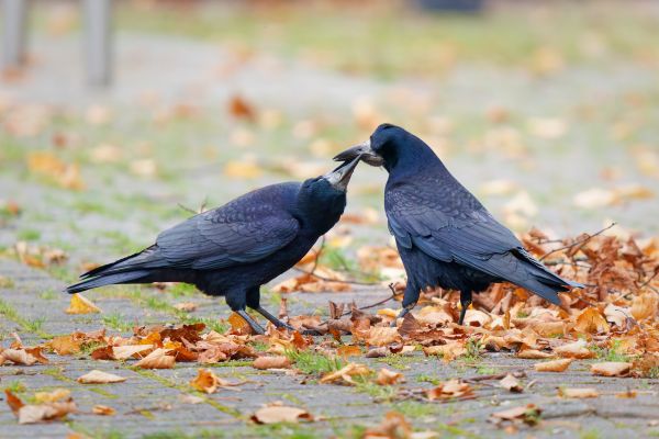 Bird Photography Competition