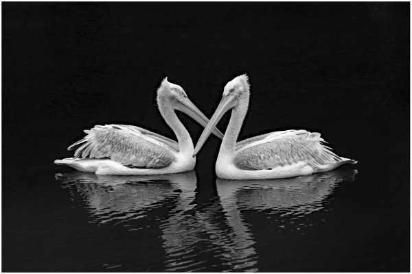 Bird Photography Competition