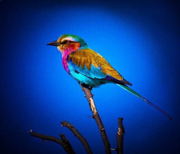 Bird Photography Competition