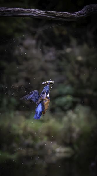 Bird Photography Competition