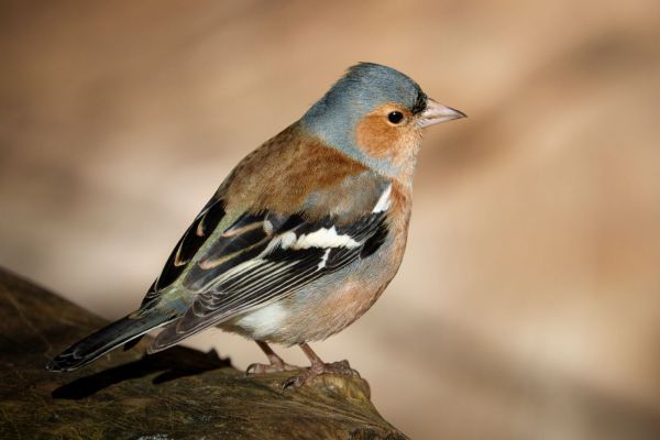 Bird Photography Competition