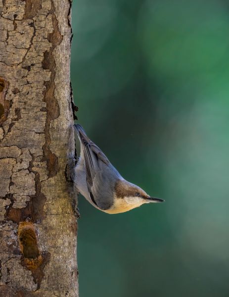Bird Photography Competition