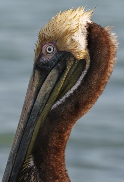 Bird Photography Competition